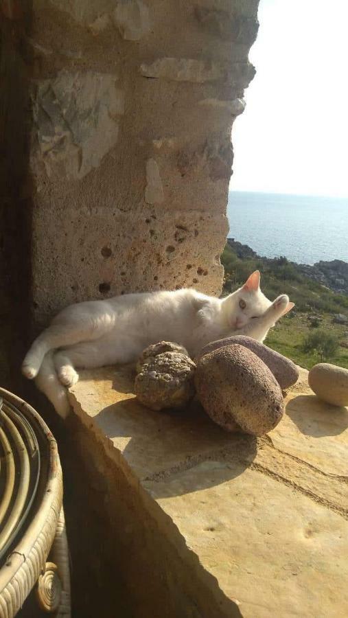 Pogonitsa Daire Kotronion  Dış mekan fotoğraf
